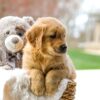 Image of Chase, a Golden Retriever puppy
