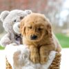 Image of Chase, a Golden Retriever puppy