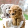 Image of Chase, a Golden Retriever puppy
