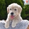 Image of Clover, a Golden Retriever puppy