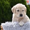 Image of Clover, a Golden Retriever puppy