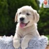 Image of Clover, a Golden Retriever puppy