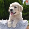 Image of Clover, a Golden Retriever puppy