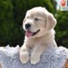 Image of Clover, a Golden Retriever puppy