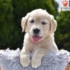 Image of Clover, a Golden Retriever puppy
