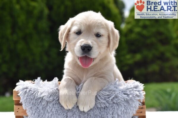 Image of Clover, a Golden Retriever puppy