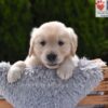 Image of Colt, a Golden Retriever puppy