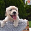 Image of Colt, a Golden Retriever puppy