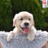 Image of Colt, a Golden Retriever puppy