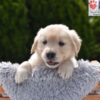 Image of Colt, a Golden Retriever puppy