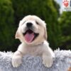 Image of Colt, a Golden Retriever puppy