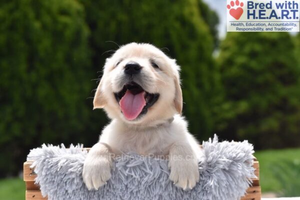 Image of Colt, a Golden Retriever puppy