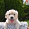 Image of Colt, a Golden Retriever puppy