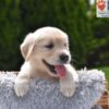 Image of Colt, a Golden Retriever puppy