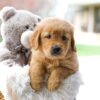 Image of Cooper, a Golden Retriever puppy