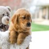 Image of Cooper, a Golden Retriever puppy