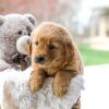 Image of Cooper, a Golden Retriever puppy