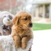 Image of Cooper, a Golden Retriever puppy