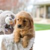 Image of Cooper, a Golden Retriever puppy