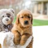 Image of Cooper, a Golden Retriever puppy