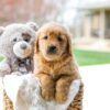 Image of Cooper, a Golden Retriever puppy