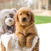 Image of Cooper, a Golden Retriever puppy