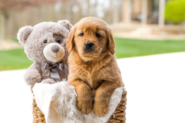 Image of Cooper, a Golden Retriever puppy