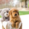 Image of Cooper, a Golden Retriever puppy