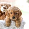 Image of Cora, a Golden Retriever puppy