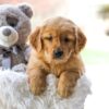 Image of Cora, a Golden Retriever puppy