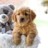 Image of Cora, a Golden Retriever puppy