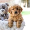 Image of Cora, a Golden Retriever puppy