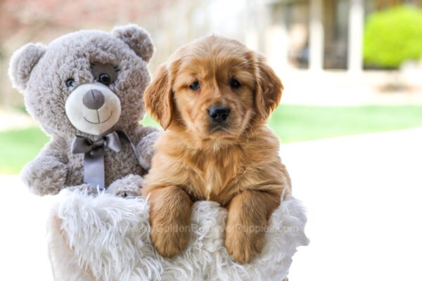Image of Cora, a Golden Retriever puppy