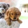 Image of Cora, a Golden Retriever puppy
