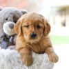 Image of Cora, a Golden Retriever puppy