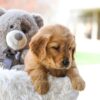 Image of Cora, a Golden Retriever puppy