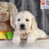 Image of Dawn, a Golden Retriever puppy