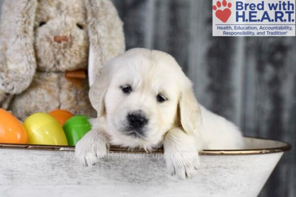 Image of Dawn, a Golden Retriever puppy