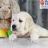 Image of Dawn, a Golden Retriever puppy