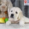 Image of Dawn, a Golden Retriever puppy