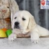 Image of Dawn, a Golden Retriever puppy