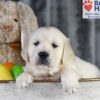 Image of Dawn, a Golden Retriever puppy