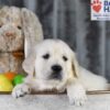 Image of Dawn, a Golden Retriever puppy