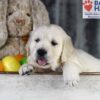 Image of Dawn, a Golden Retriever puppy