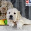 Image of Dawn, a Golden Retriever puppy