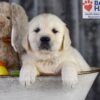 Image of Diamond, a Golden Retriever puppy