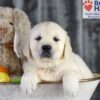 Image of Diamond, a Golden Retriever puppy