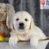 Image of Diamond, a Golden Retriever puppy