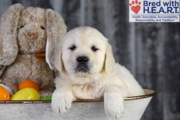 Image of Diamond, a Golden Retriever puppy
