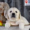 Image of Diamond, a Golden Retriever puppy
